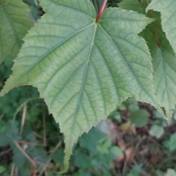 Acer pensylvanicum Yaprak