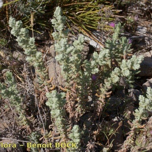 Teucrium charidemi Hábito