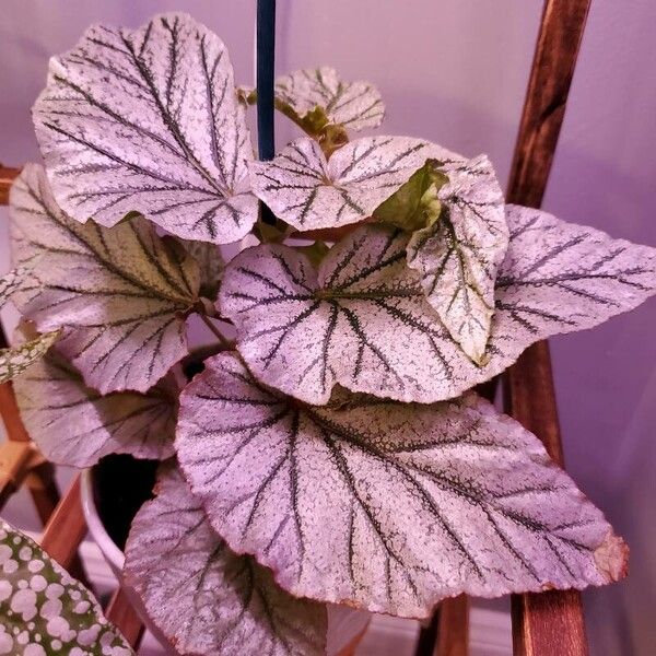 Begonia rex पत्ता