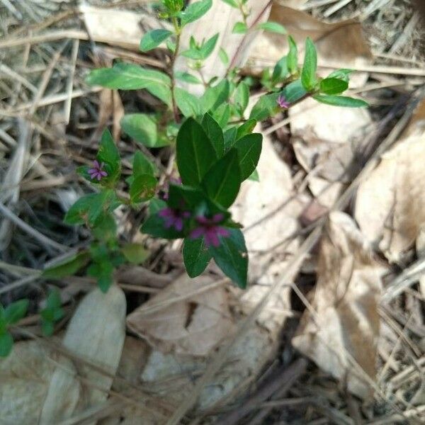 Cuphea carthagenensis ഇല