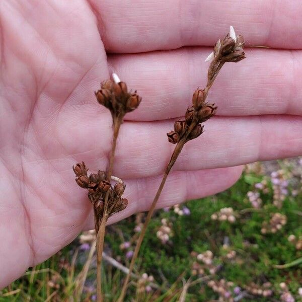 Juncus squarrosus Flor