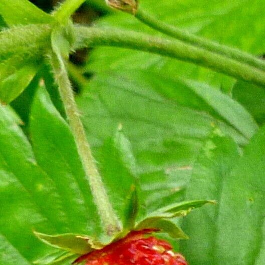 Fragaria vesca Ffrwyth