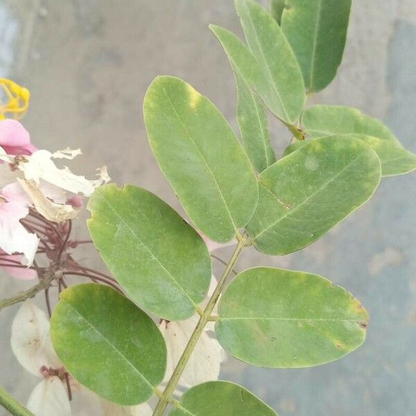 Cassia javanica Leaf