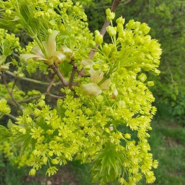 Acer platanoides पत्ता