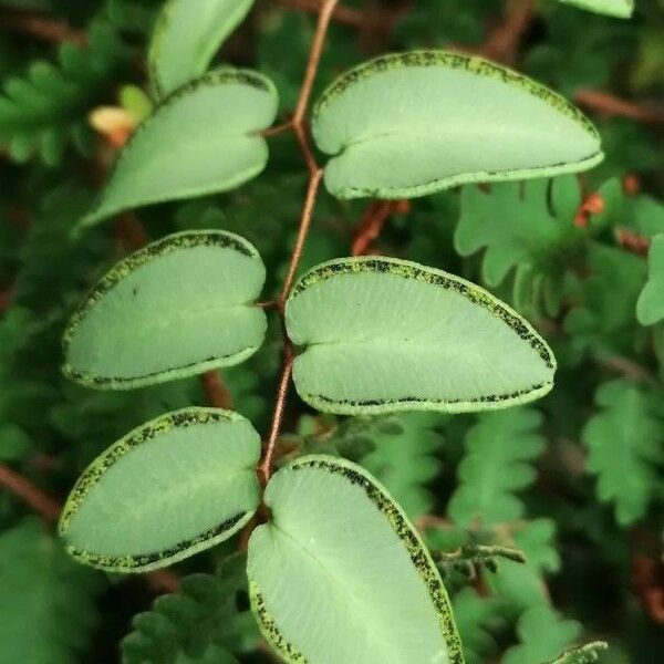 Hemionitis ovata Frunză