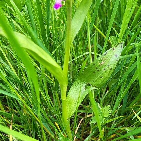 Dactylorhiza majalis Лист