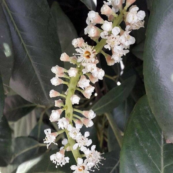 Prunus laurocerasus Flower