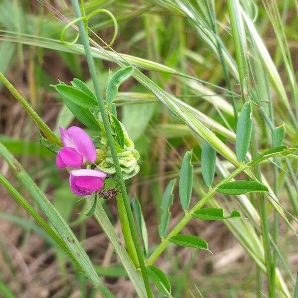 Vicia sativa Flor