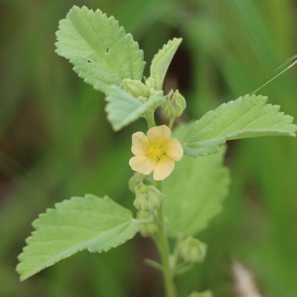 Sida cordifolia Kukka