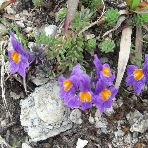 Linaria alpina Çiçek