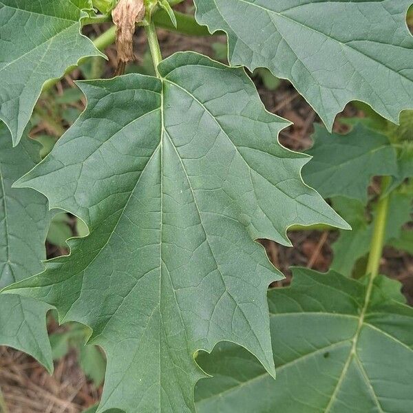 Datura ferox Leaf