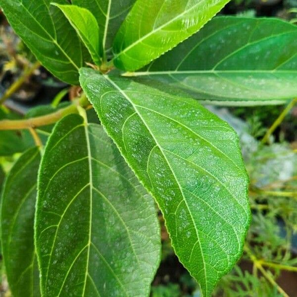 Ficus hispida Leaf