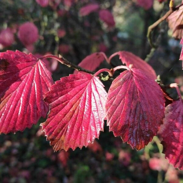 Viburnum dentatum Leaf