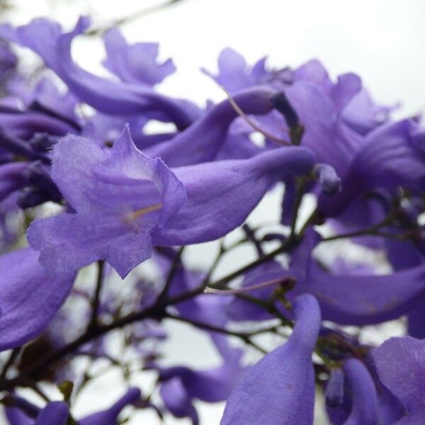 Jacaranda mimosifolia Çiçek