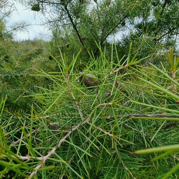 Hakea sericea Levél