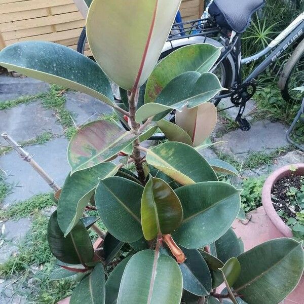 Ficus elastica Lehti