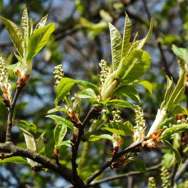 Prunus virginiana Leaf