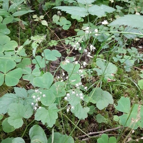 Tiarella trifoliata 花