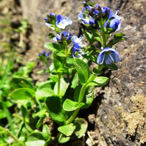 Veronica serpyllifolia Vekstform