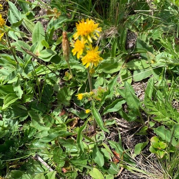 Solidago multiradiata Květ