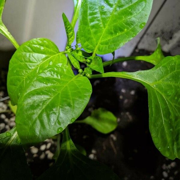 Capsicum annuum Lapas