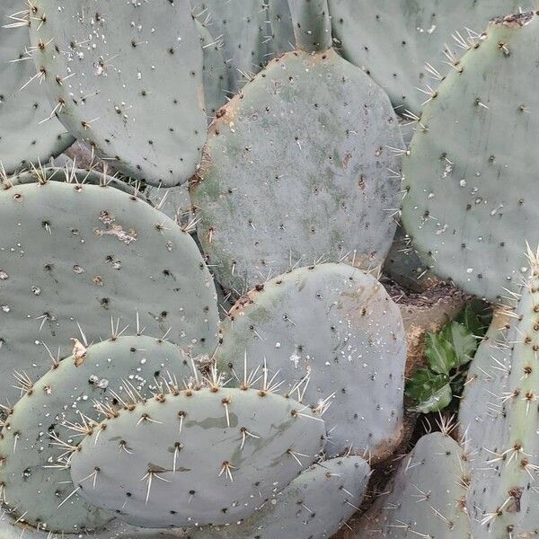 Opuntia robusta ഇല