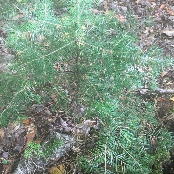 Abies balsamea Levél