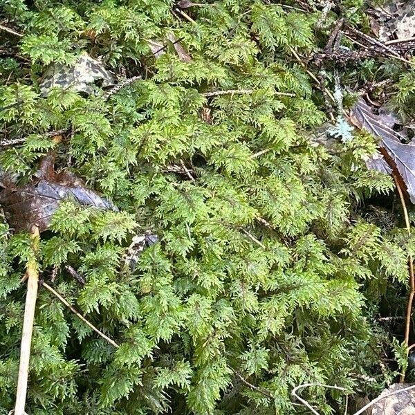 Hymenophyllum tunbrigense 葉