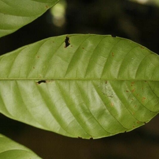 Trichilia schomburgkii Hoja