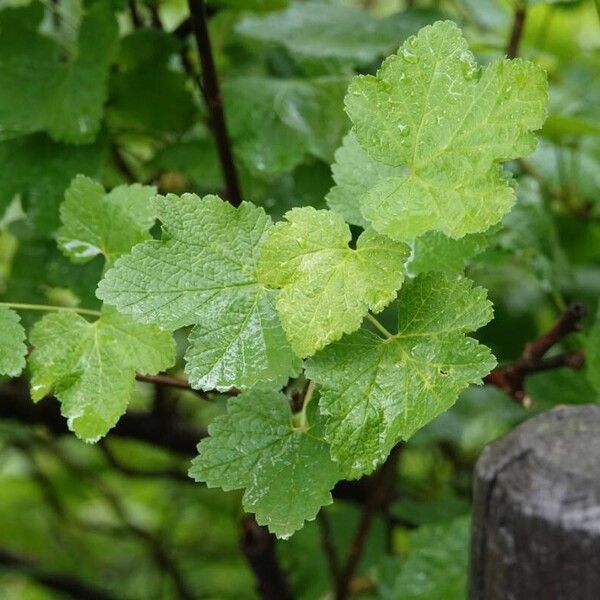 Ribes rubrum Fuelha