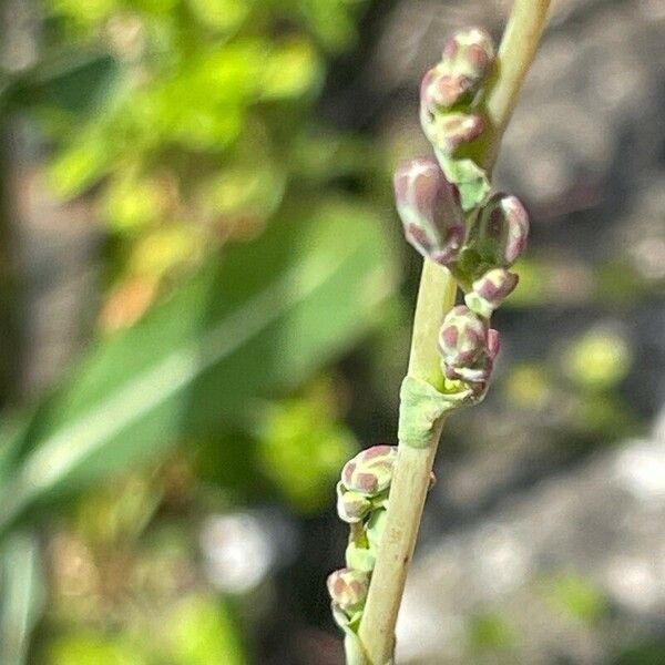 Lactuca serriola Blüte