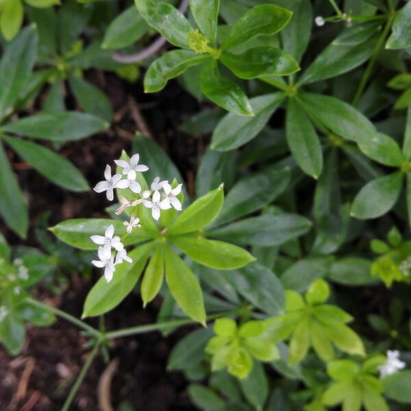 Galium odoratum Hábitos