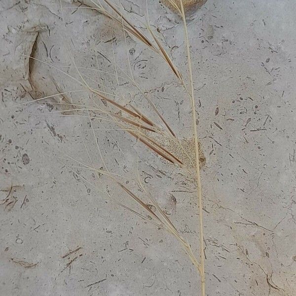 Aristida adscensionis Fruit