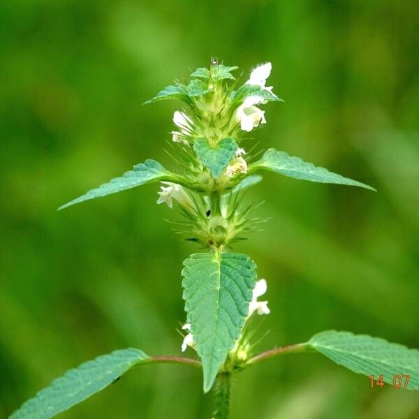 Galeopsis tetrahit Habit