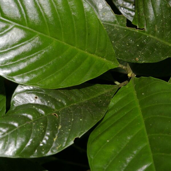 Psychotria panamensis Flower