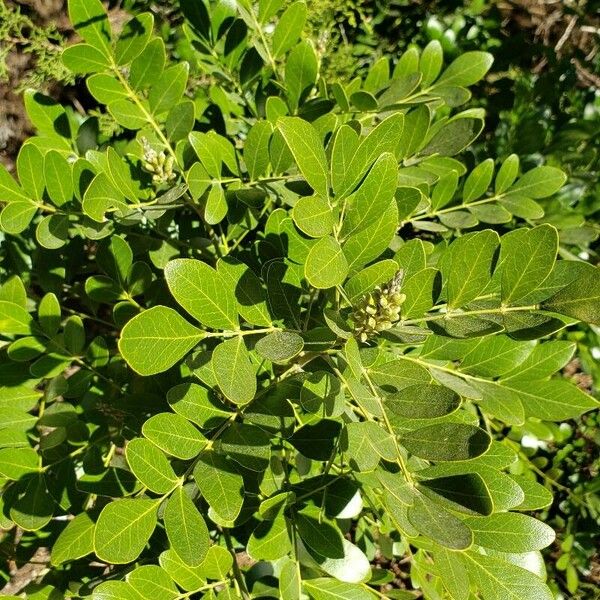 Sophora secundiflora Blatt