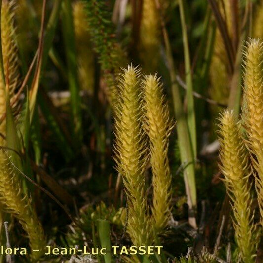 Lycopodiella inundata Máis