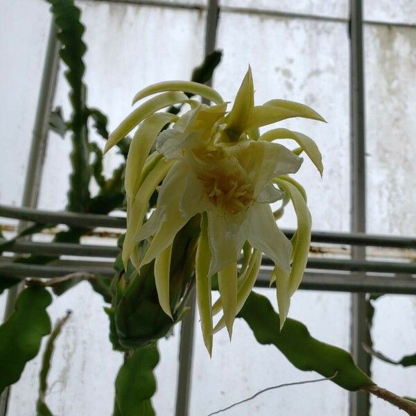 Selenicereus undatus Flower