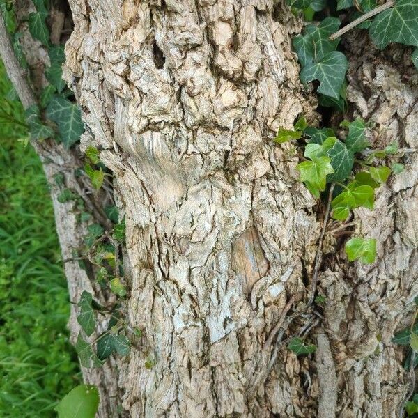 Sambucus canadensis Bark