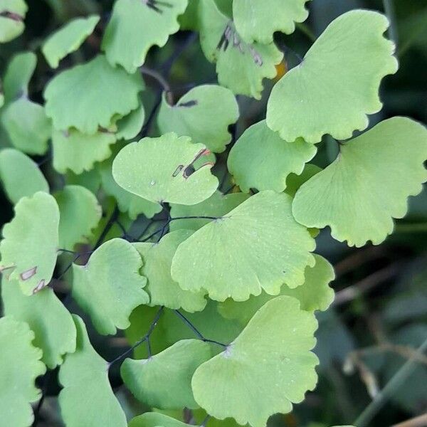 Adiantum poiretii Folio