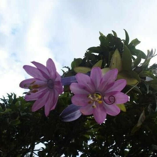 Passiflora tripartita Květ