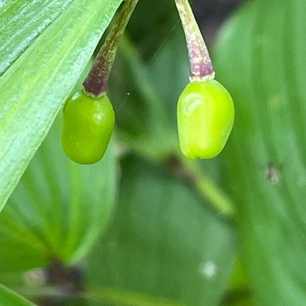 Uvularia grandiflora Frucht