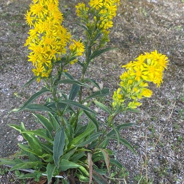 Solidago virgaurea 花