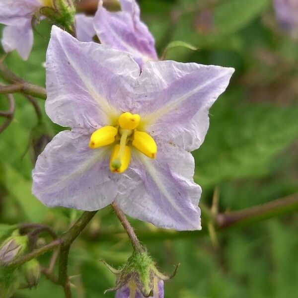 Solanum carolinense Blüte