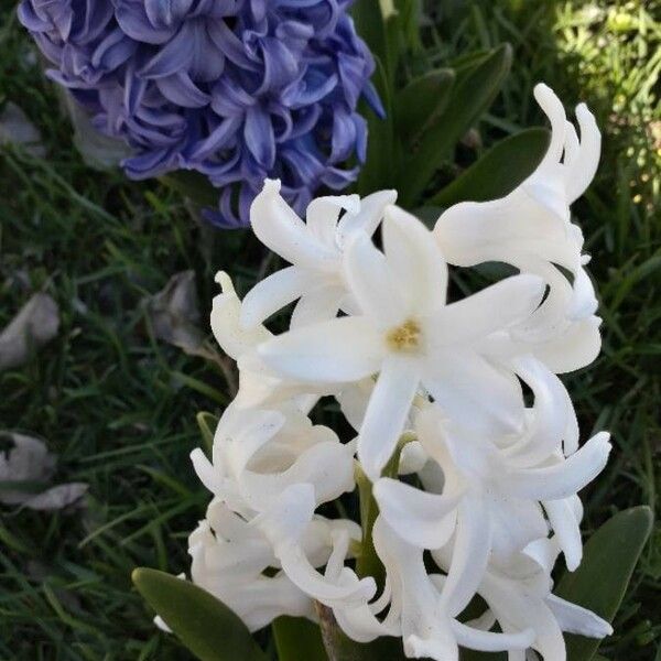 Hyacinthus orientalis Blomst