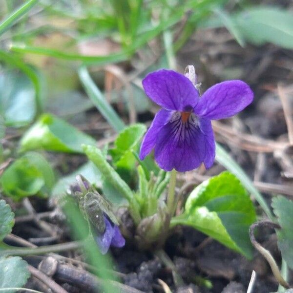 Viola hirta Cvet