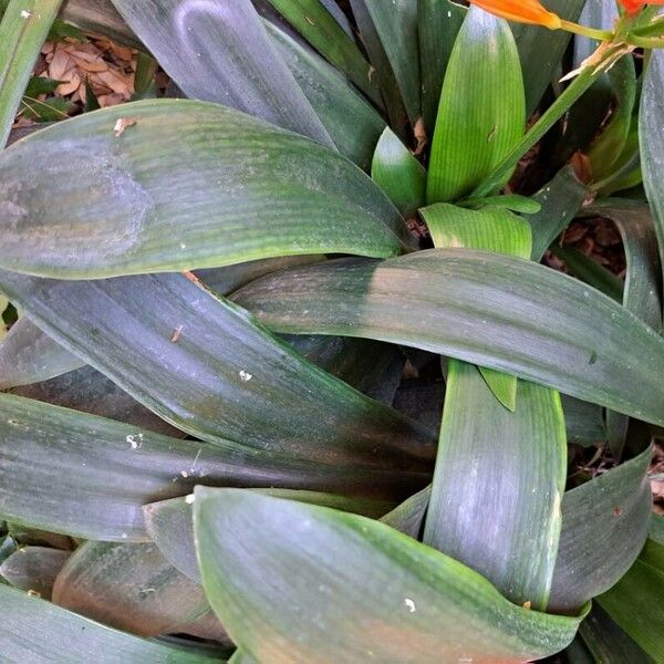 Clivia miniata Лист