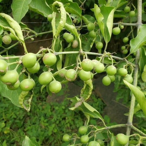 Psydrax acutiflora Fruit