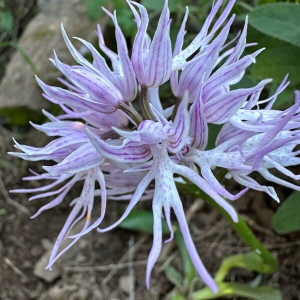 Orchis italica Flower