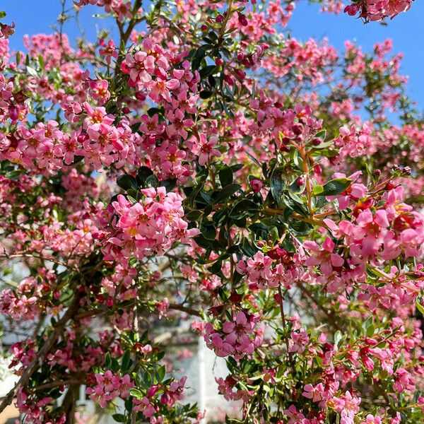 Escallonia rubra Облик